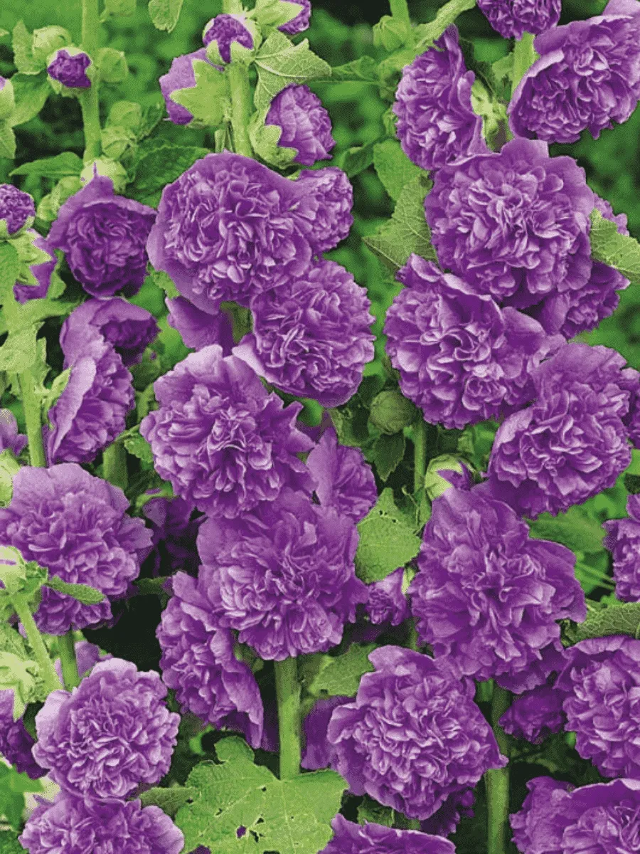 Мальва розовая Chater's Double Violet