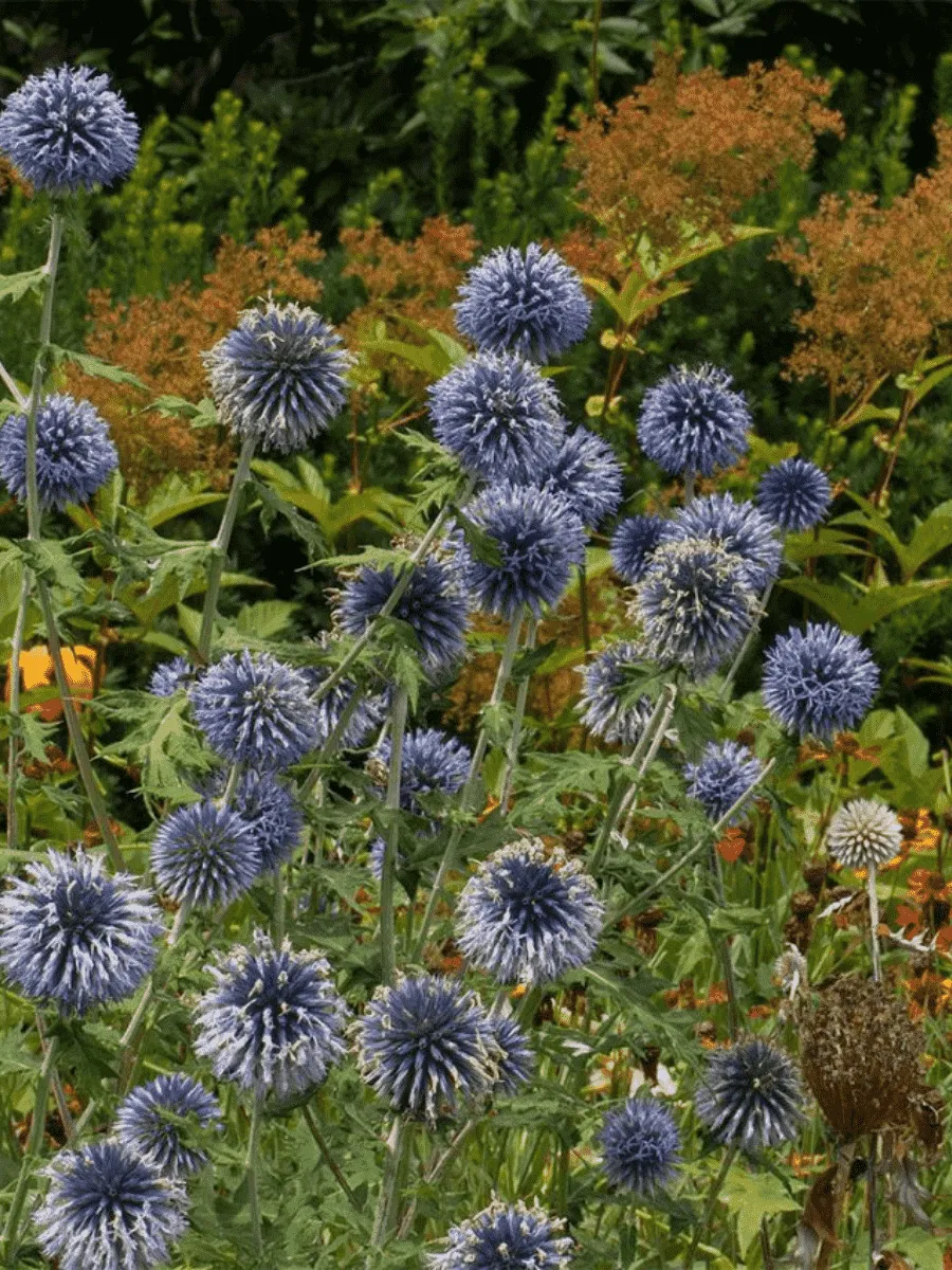 Мордовник банатский