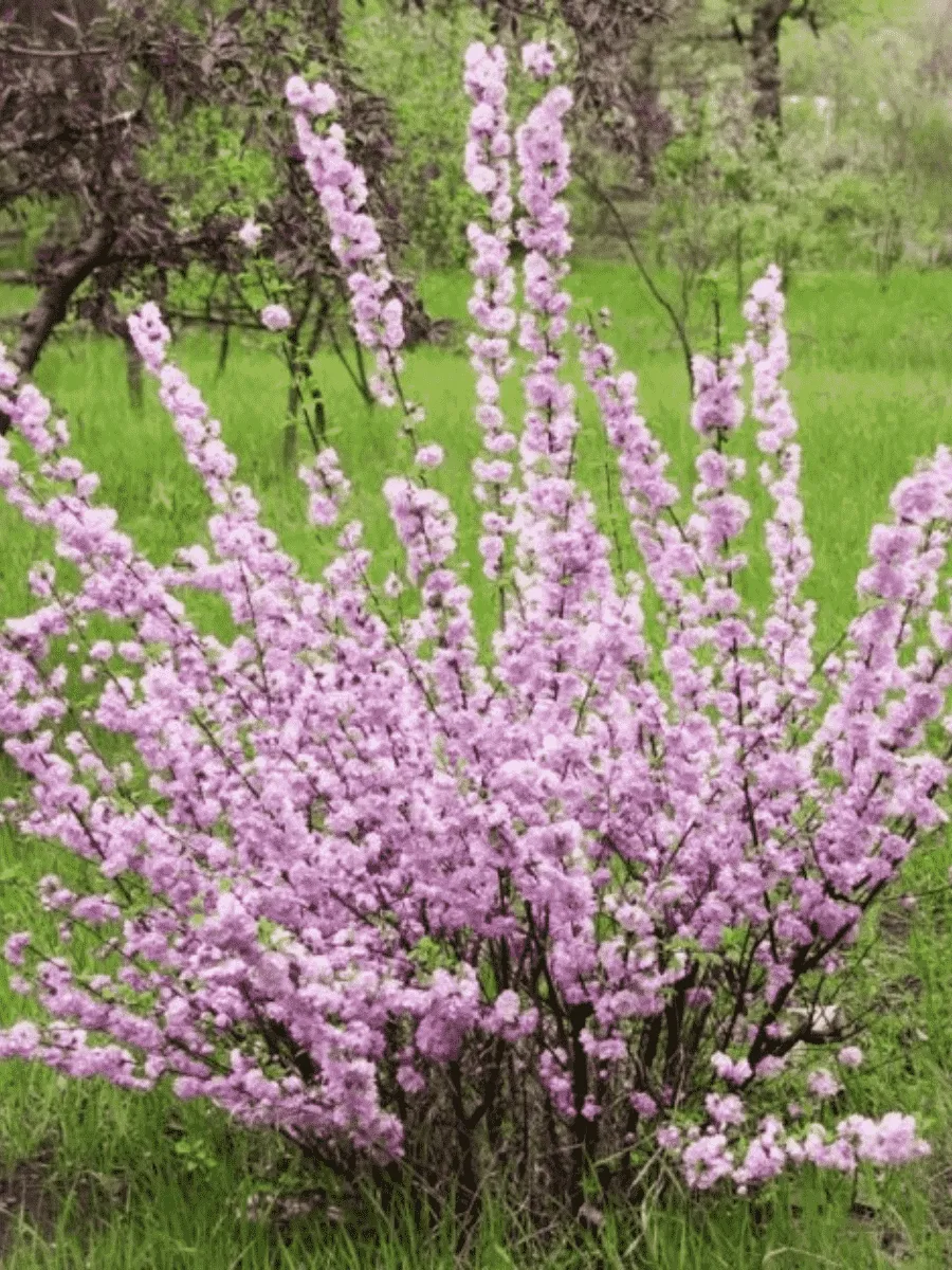 Миндаль трехлопастный