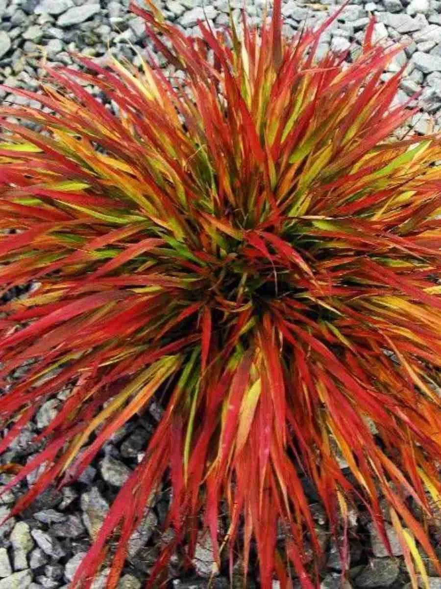 Хаконехлоа большая Beni Kaze