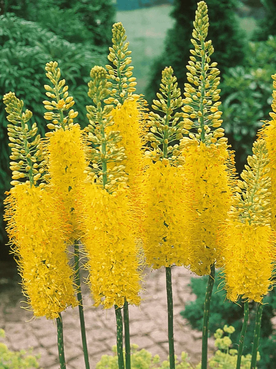 Эремурус Bungei