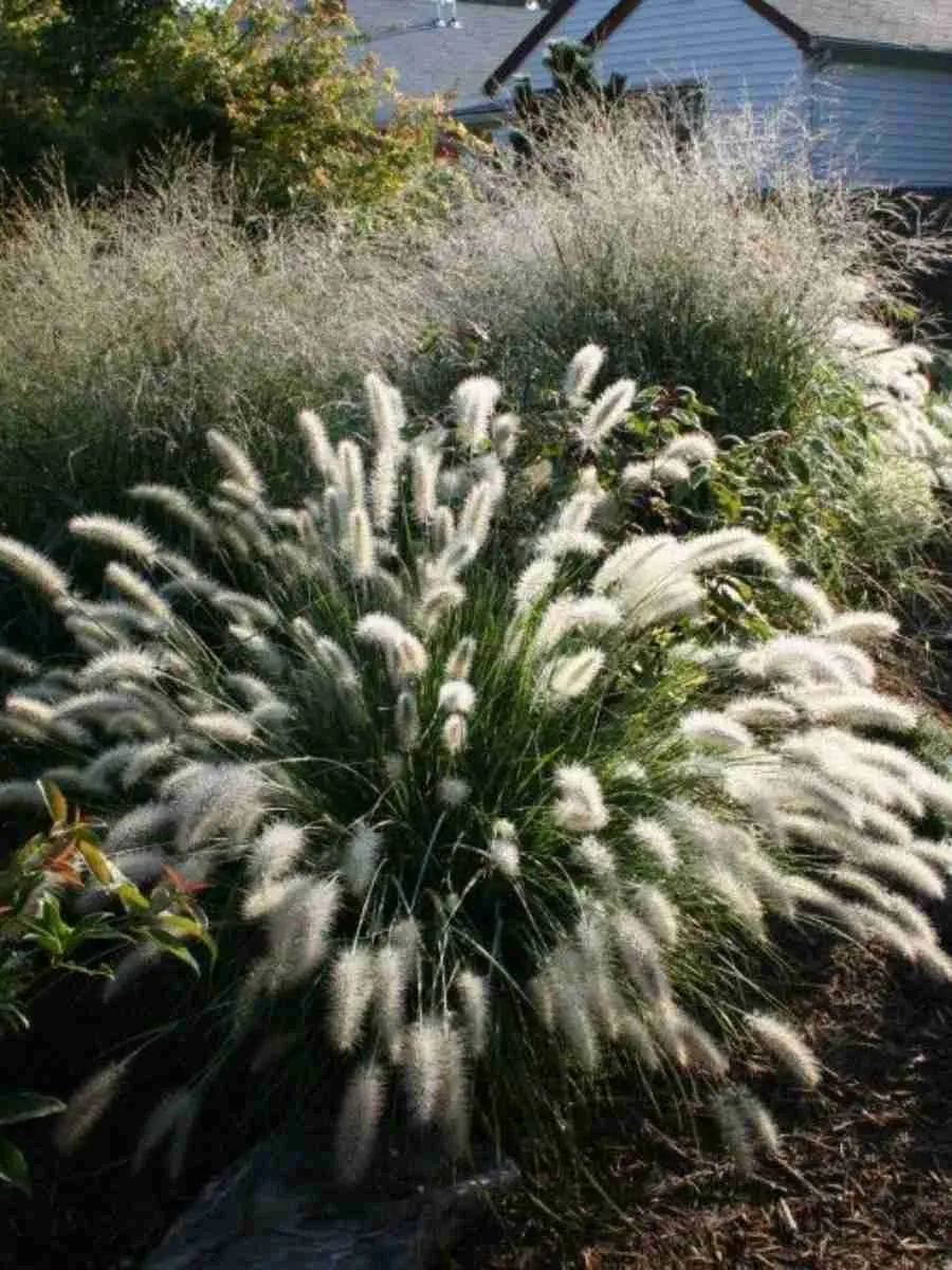 Пеннисетум лисохвостный Cassian