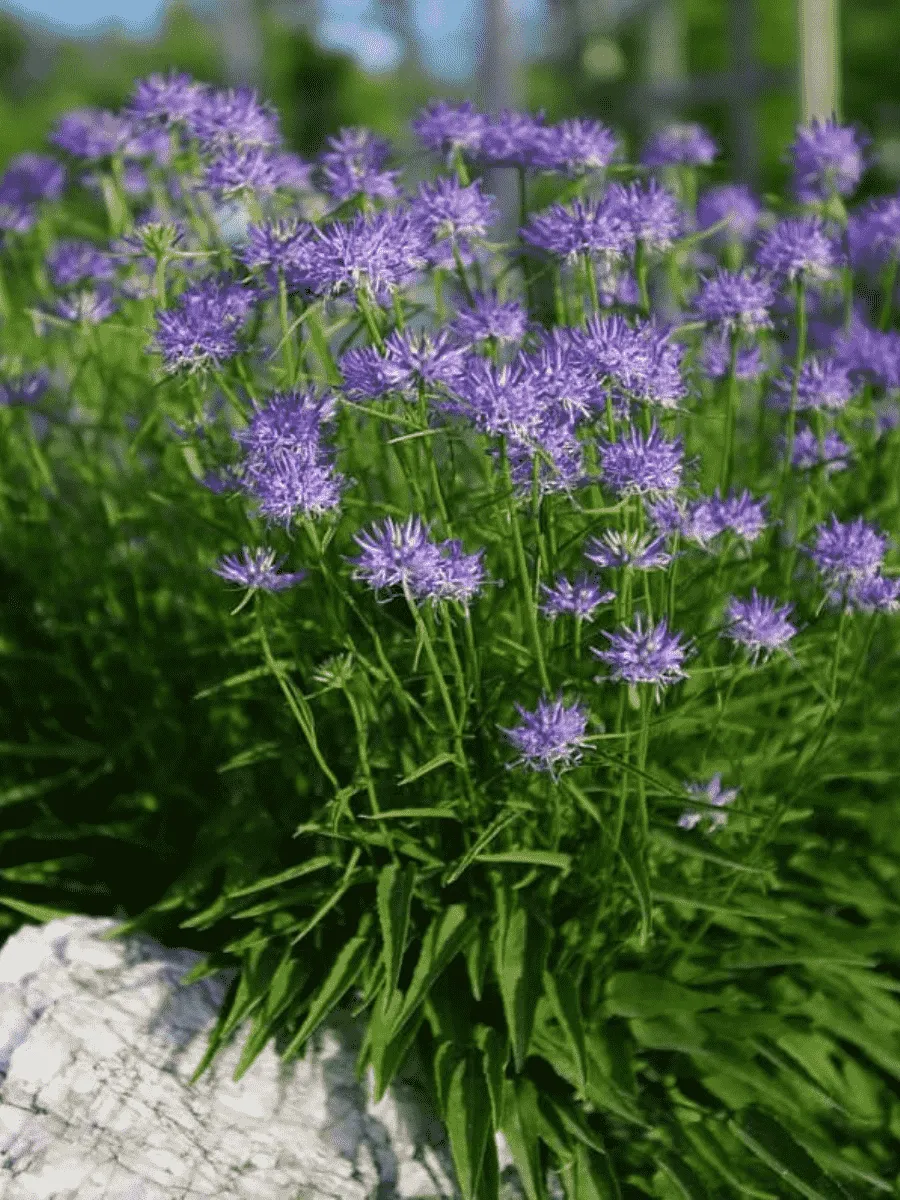 Кольник Шейхцера