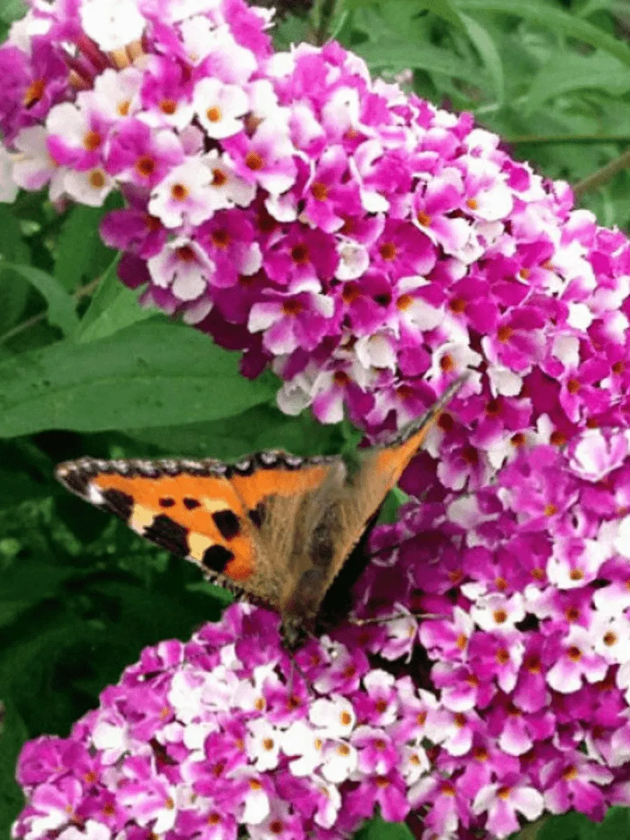 Буддлея давида Berries & Cream