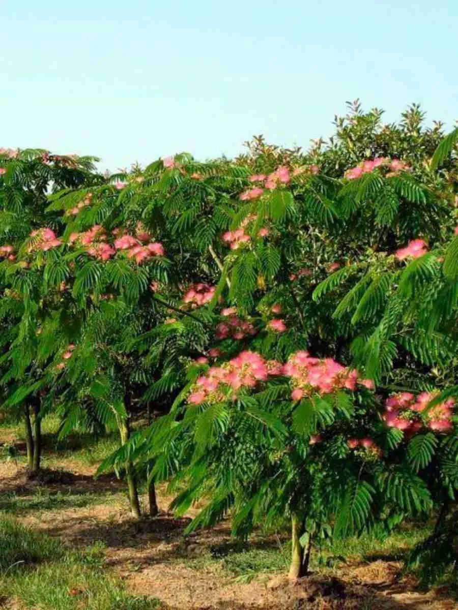 Альбиция ленкоранская 