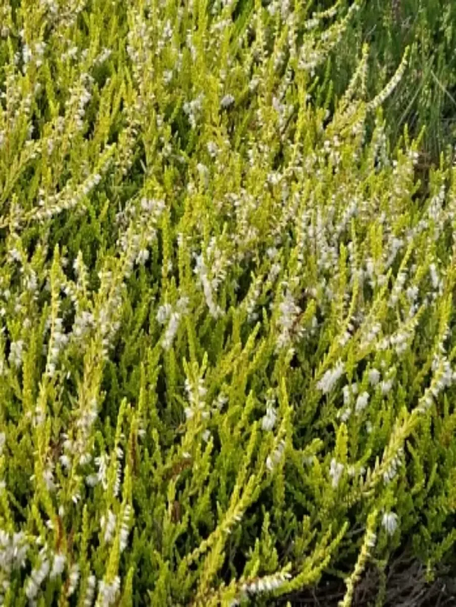 Вереск обыкновенный Westerlee Gold