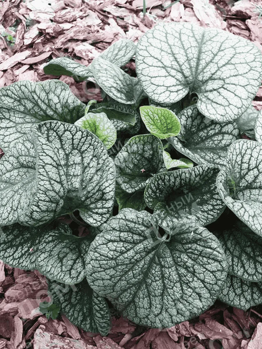 Бруннера крупнолистная Alexander's Great