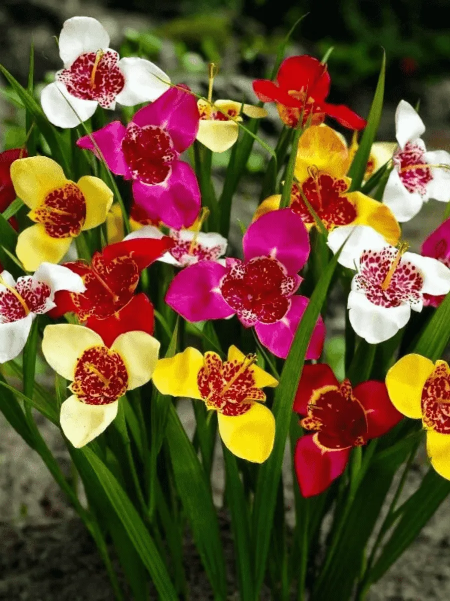 Тигридия Mixed