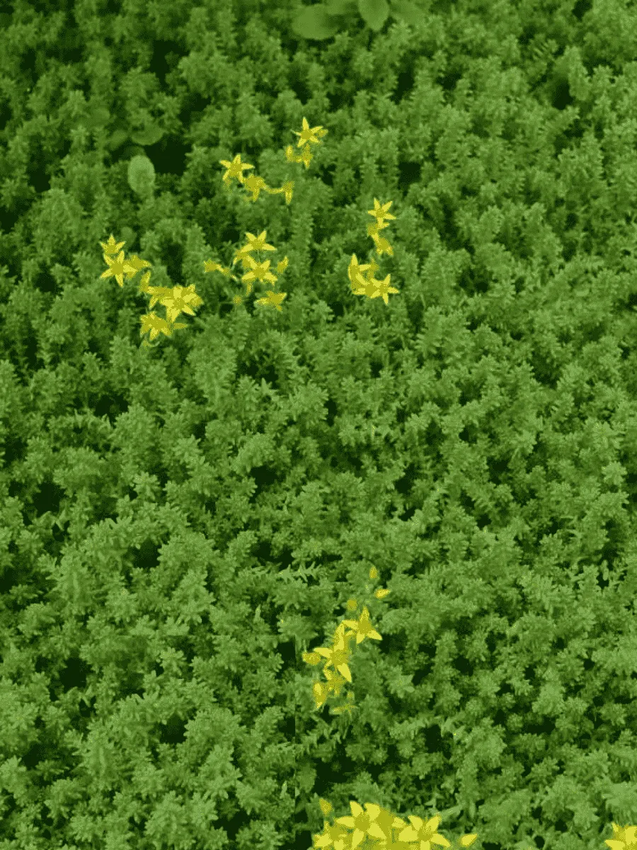 Очиток едкий