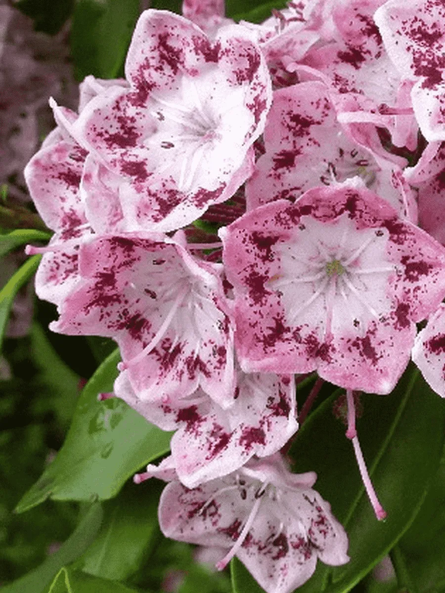 Кальмия широколистная Ideal