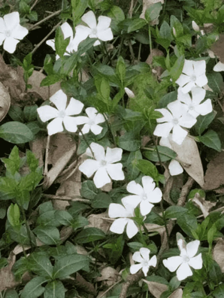 Барвинок малый Elisa