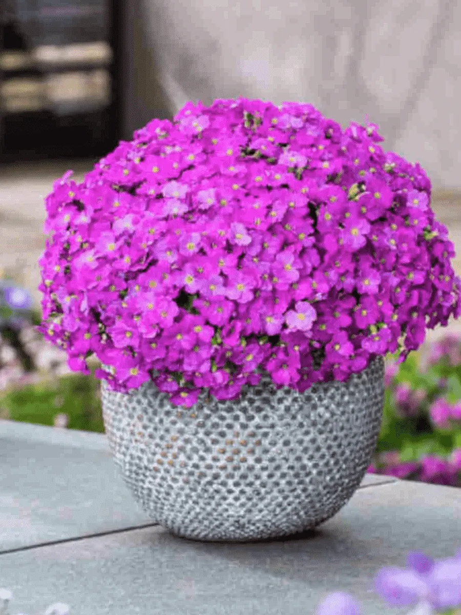 Аубриета Florado Neon Pink