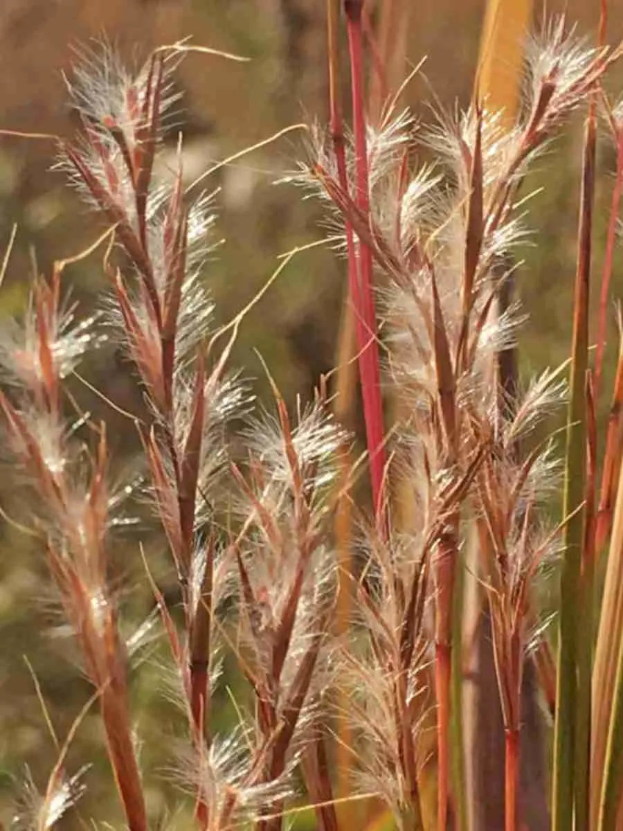 Сорговник колеблющийся