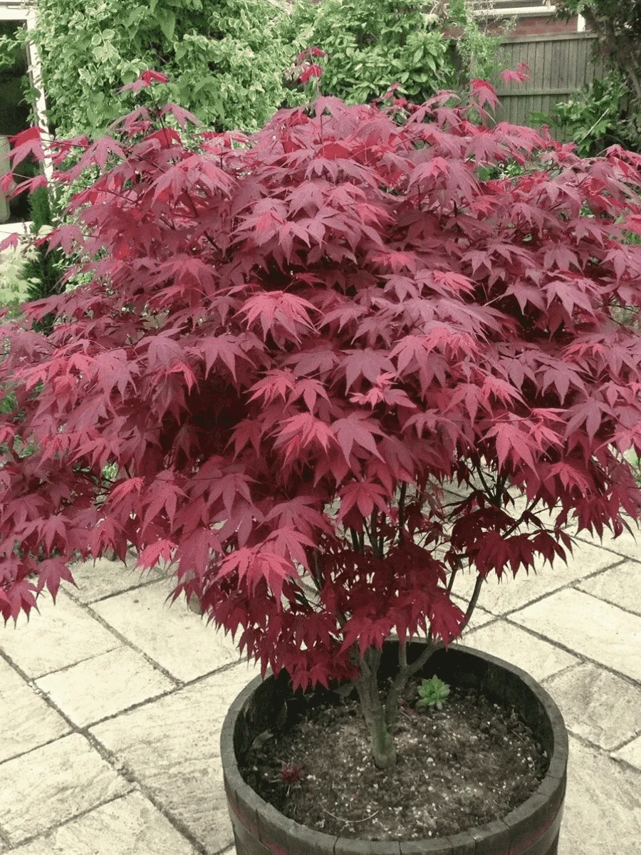 Клен веерный Atropurpureum