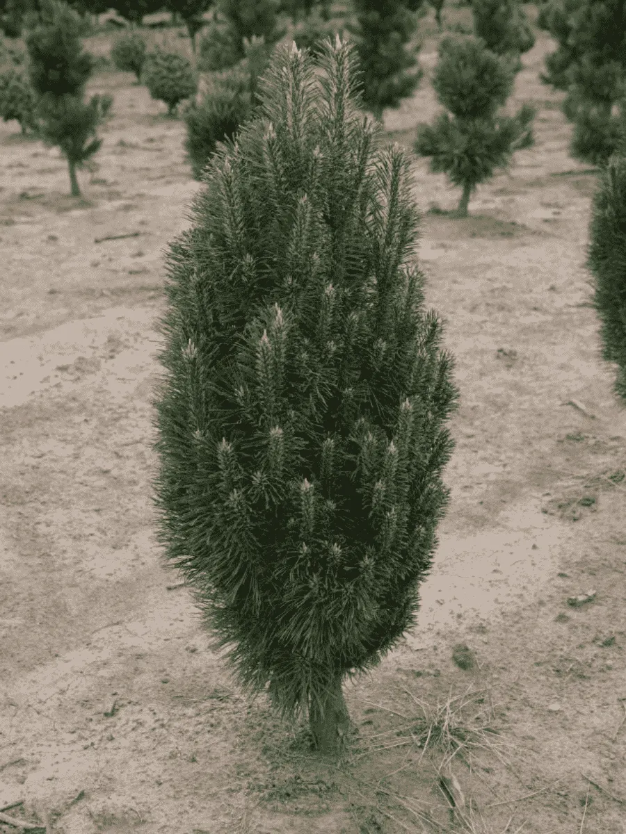 Сосна чёрная Richard