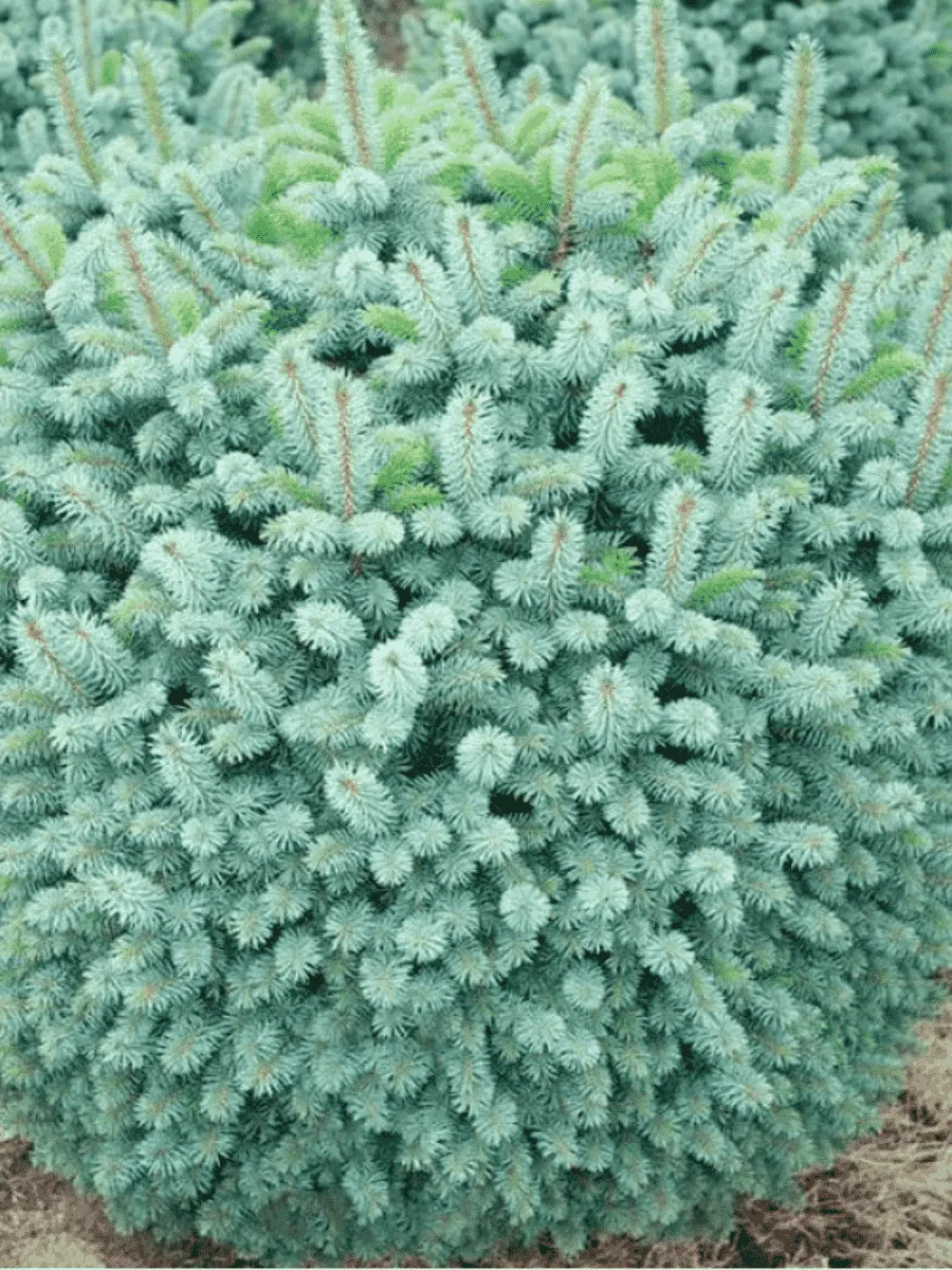 Ель ситхинская Midget