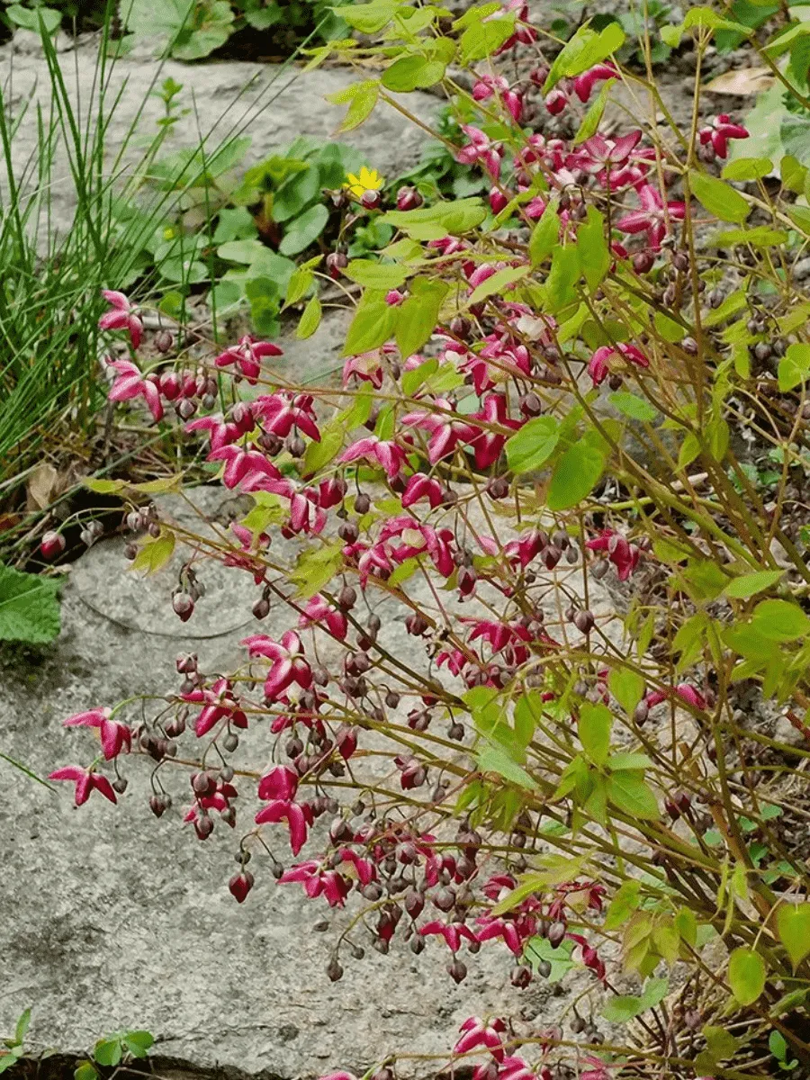 Горянка красная Galadriel