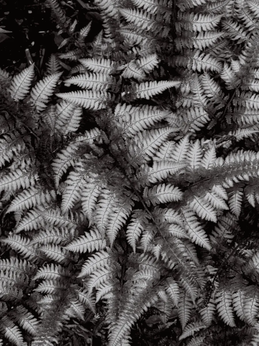 Кочедыжник ниппонский Burgundy Lace