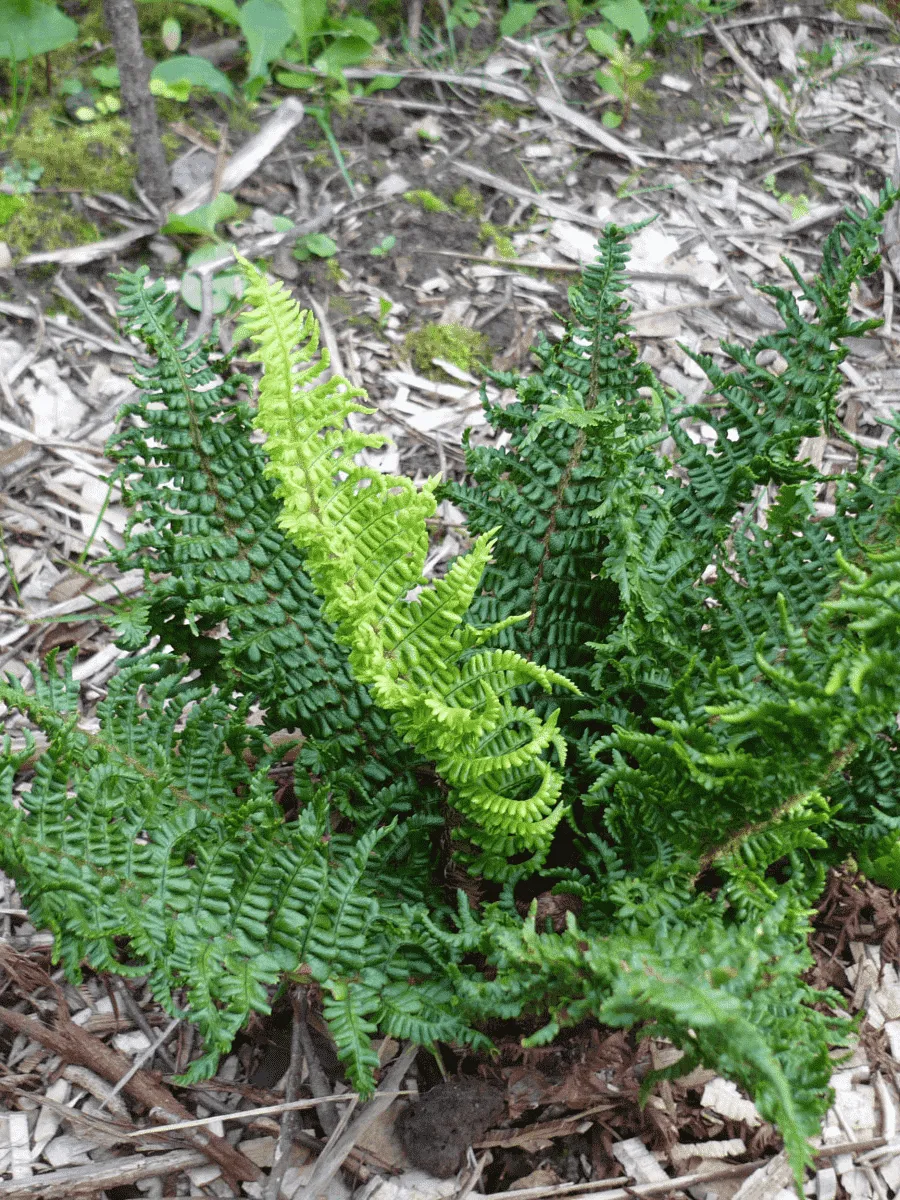 Щитовник родственный Crispa Congesta