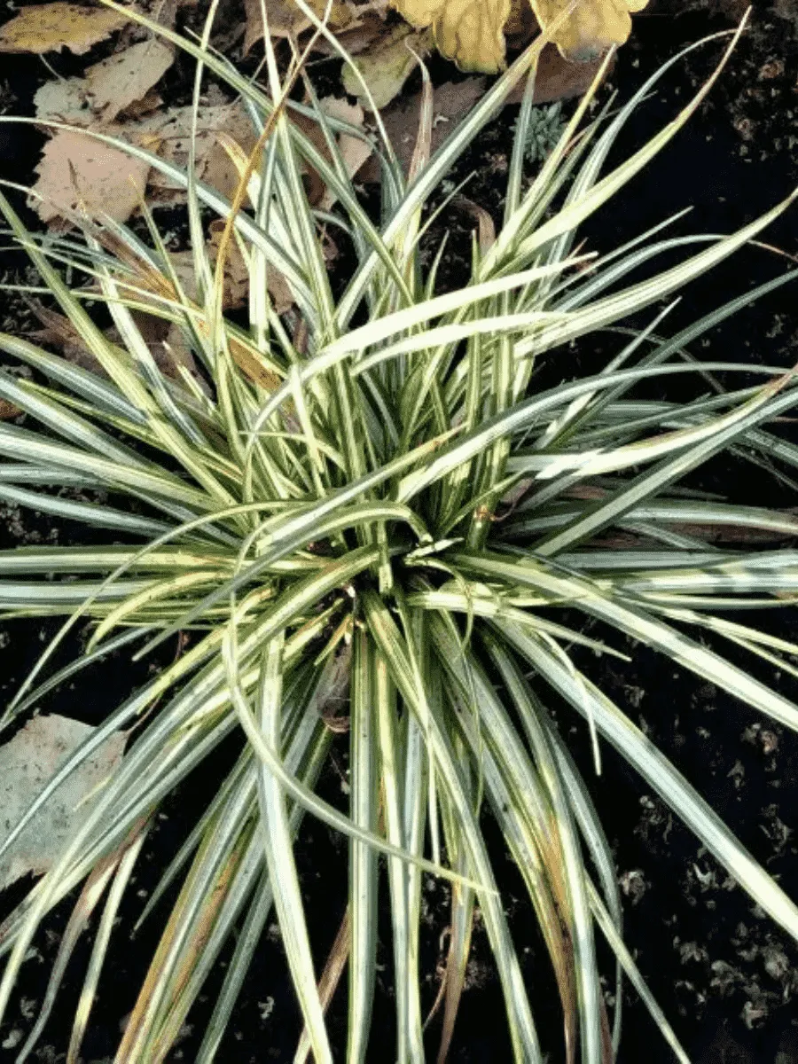 Осока птиценожковая Variegata