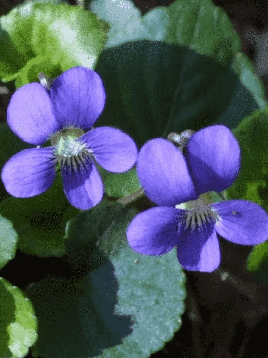 Виола сестринская Blue Diamond