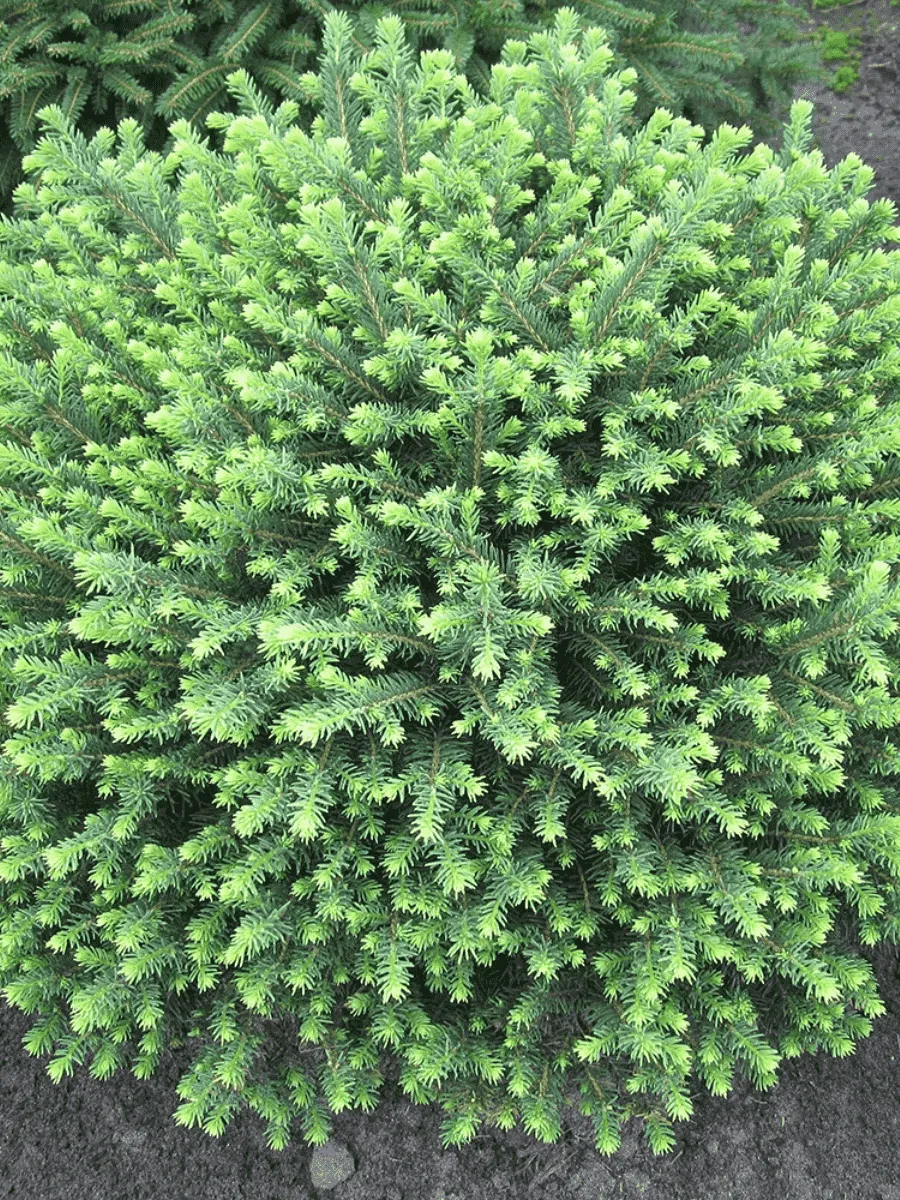 Ель сербская Karel