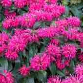 Монарда двойчатая Balmy Rose