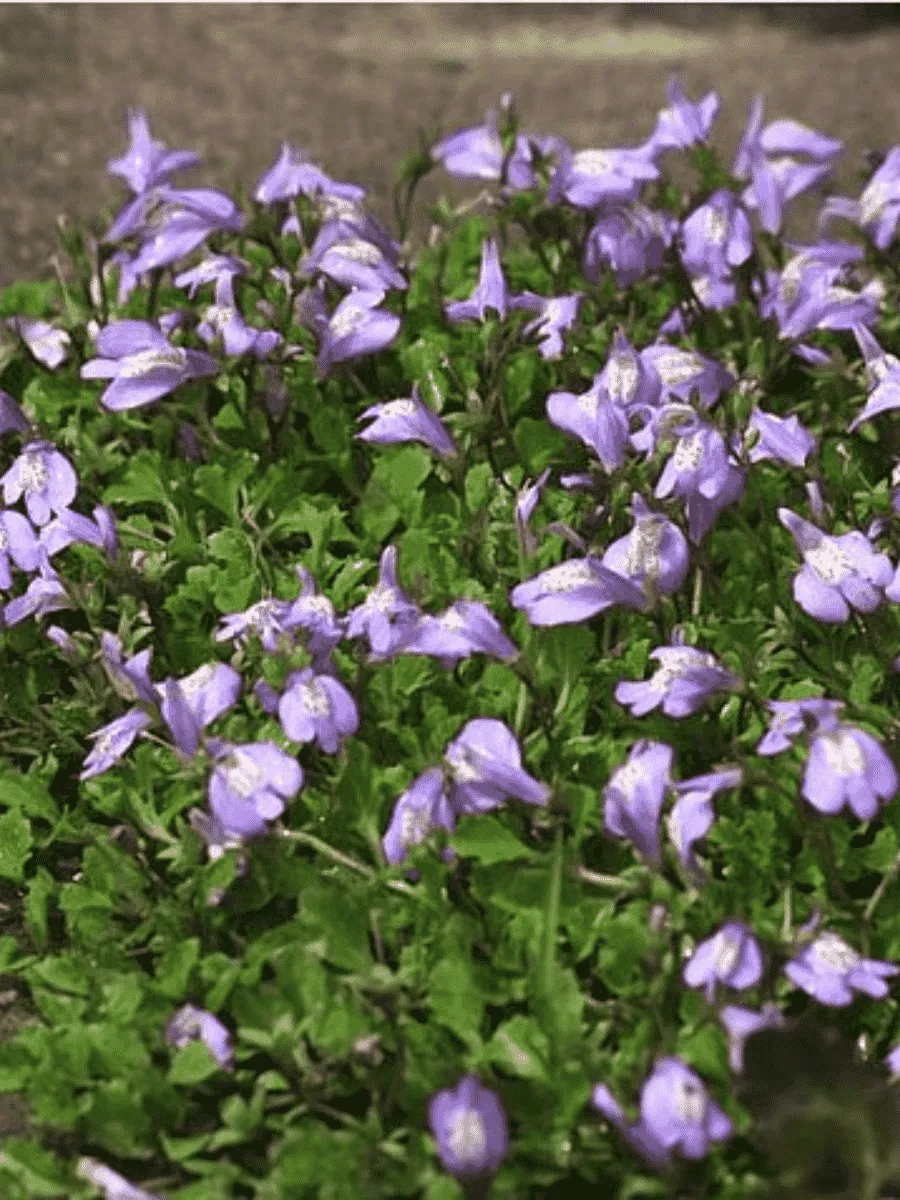 Мазус ползучий