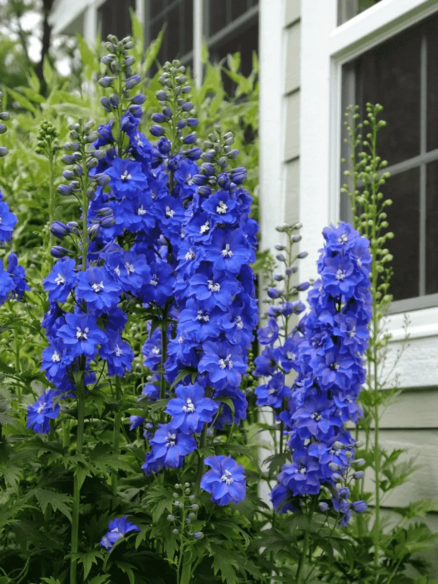 Дельфиниум Гвардиан Блю