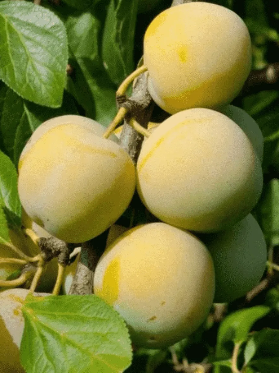 Слива домашняя Ренклод ранний