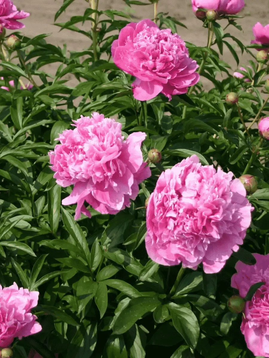 Пион Молочноцветковый Dr. Alexander Flemming