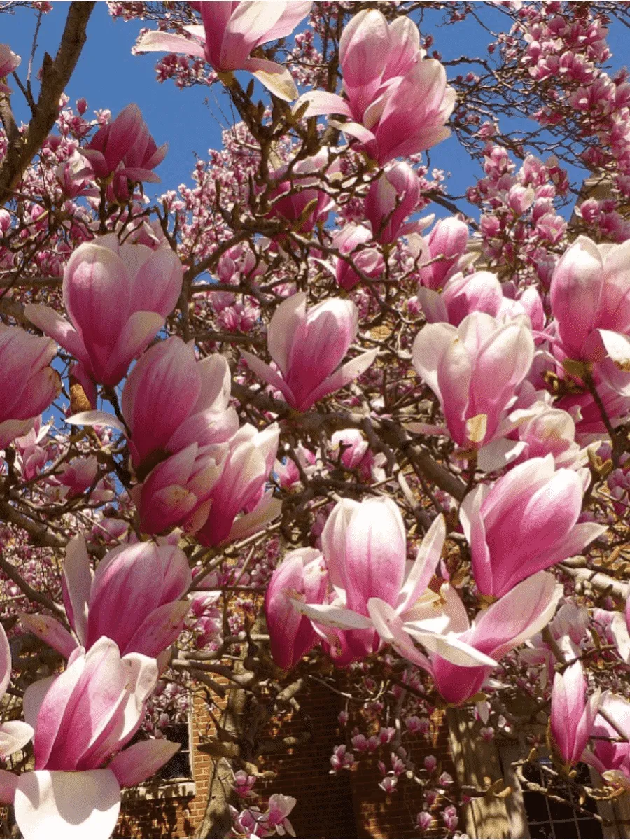 Магнолия Суланжа