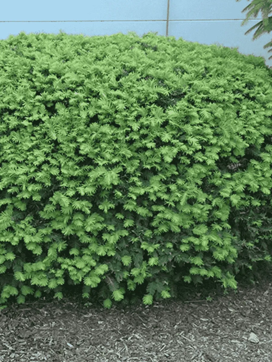 Тис средний Densiformis