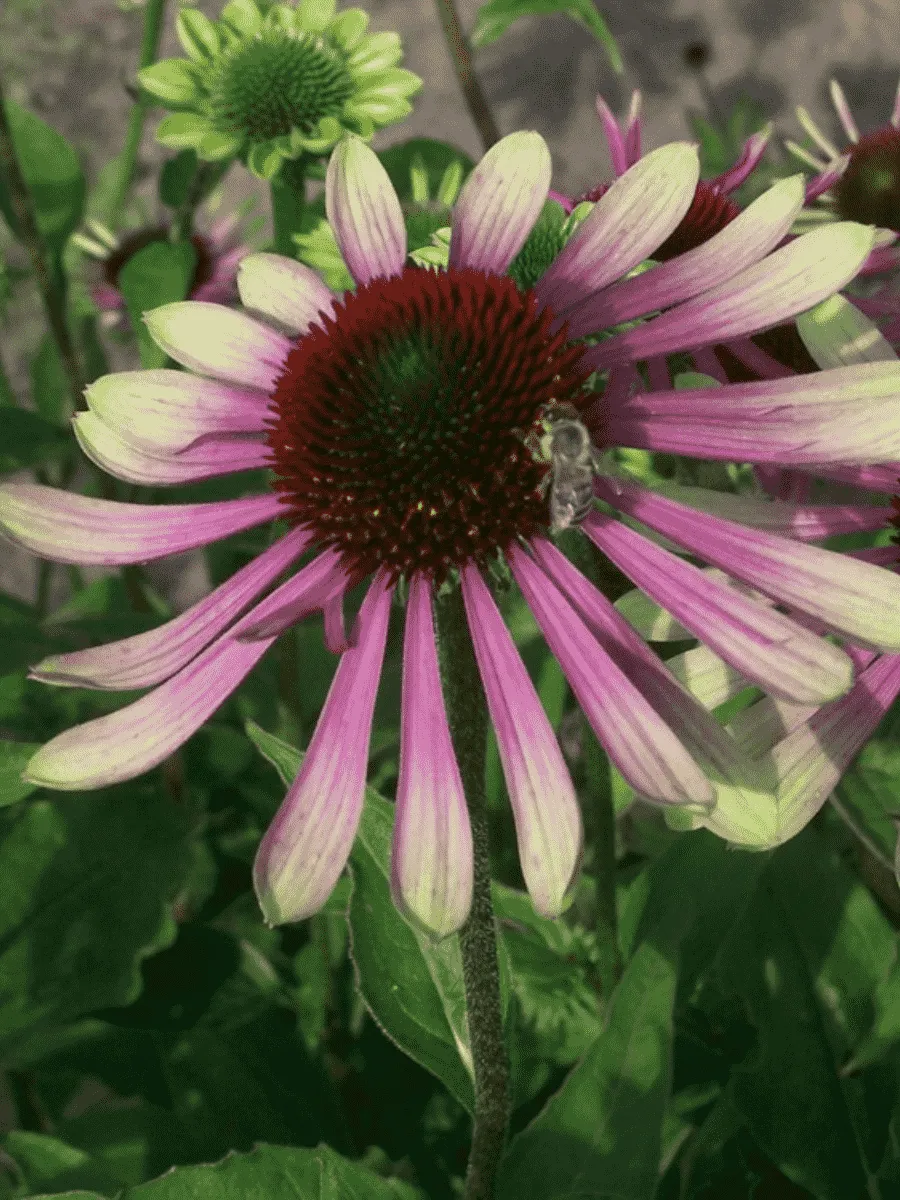 Эхинацея пурпурная Green Envy