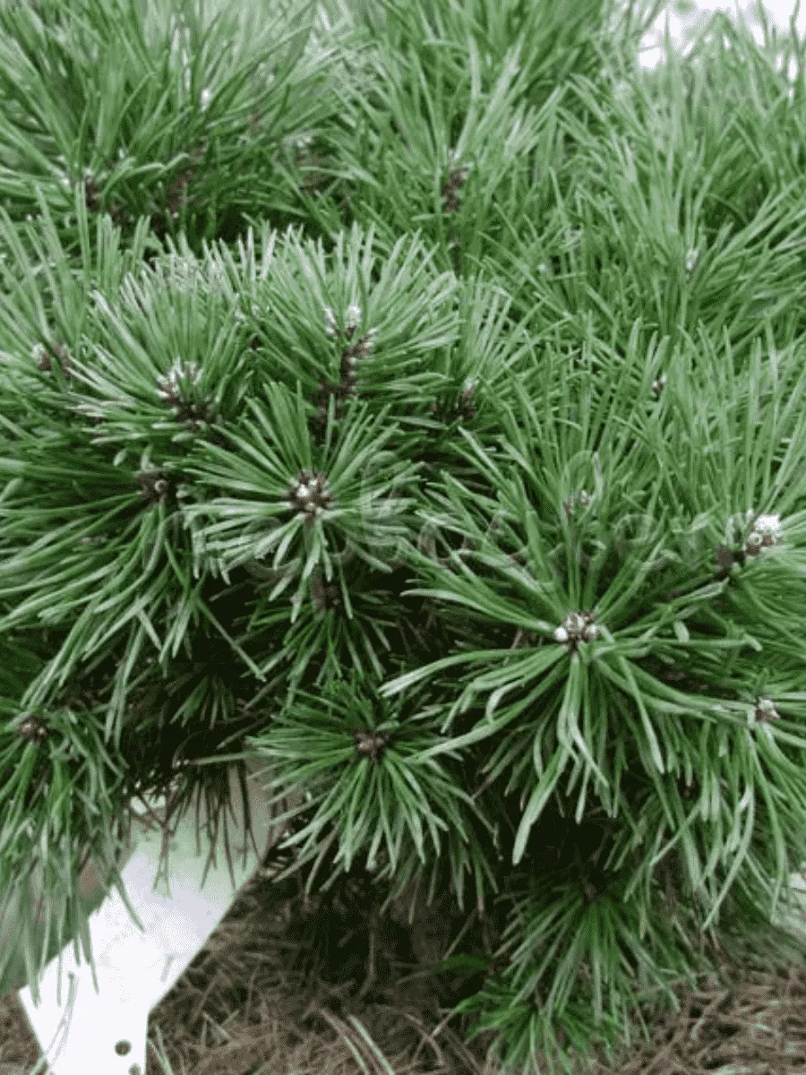 Сосна обыкновенная Frensham