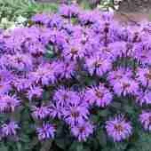 Монарда гибридная Mohawk