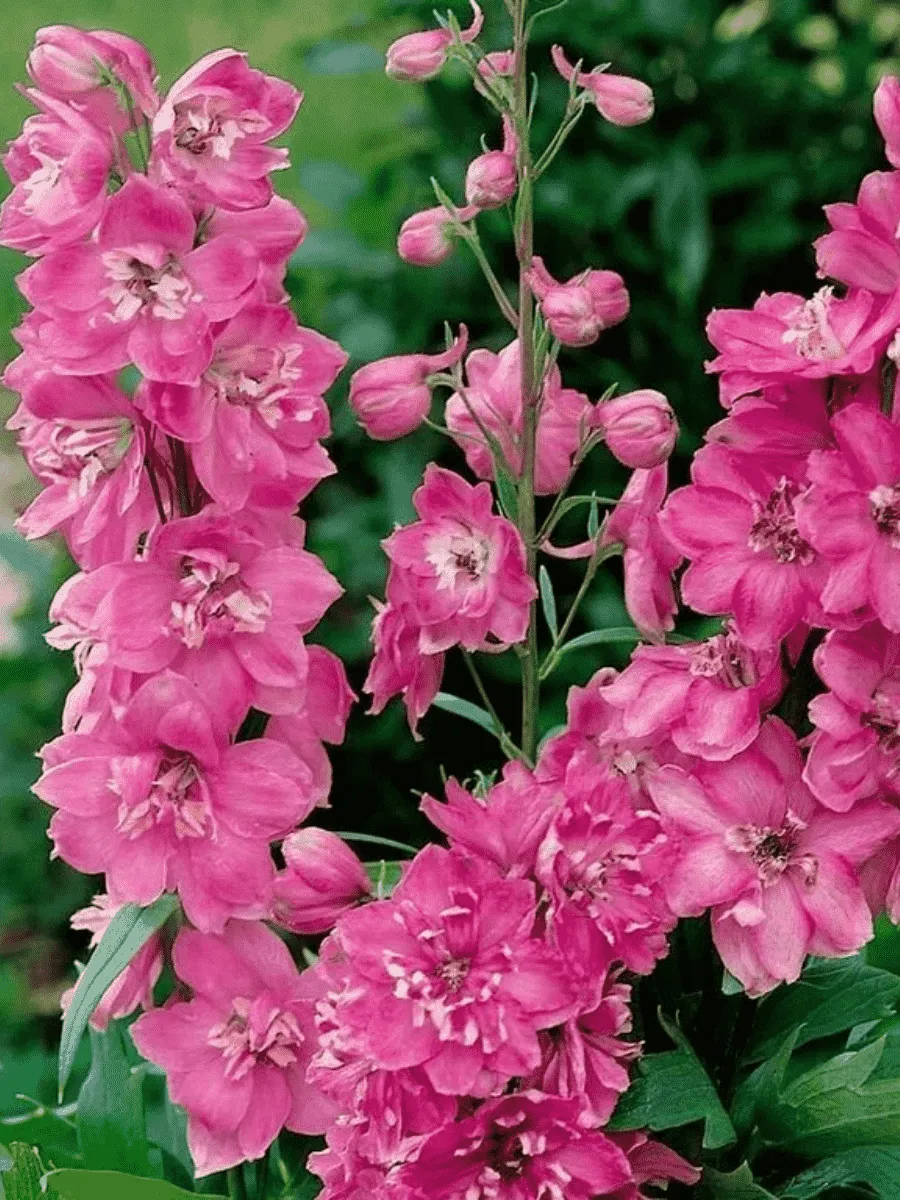 Дельфиниум  культурный Pacific Giant Astolat