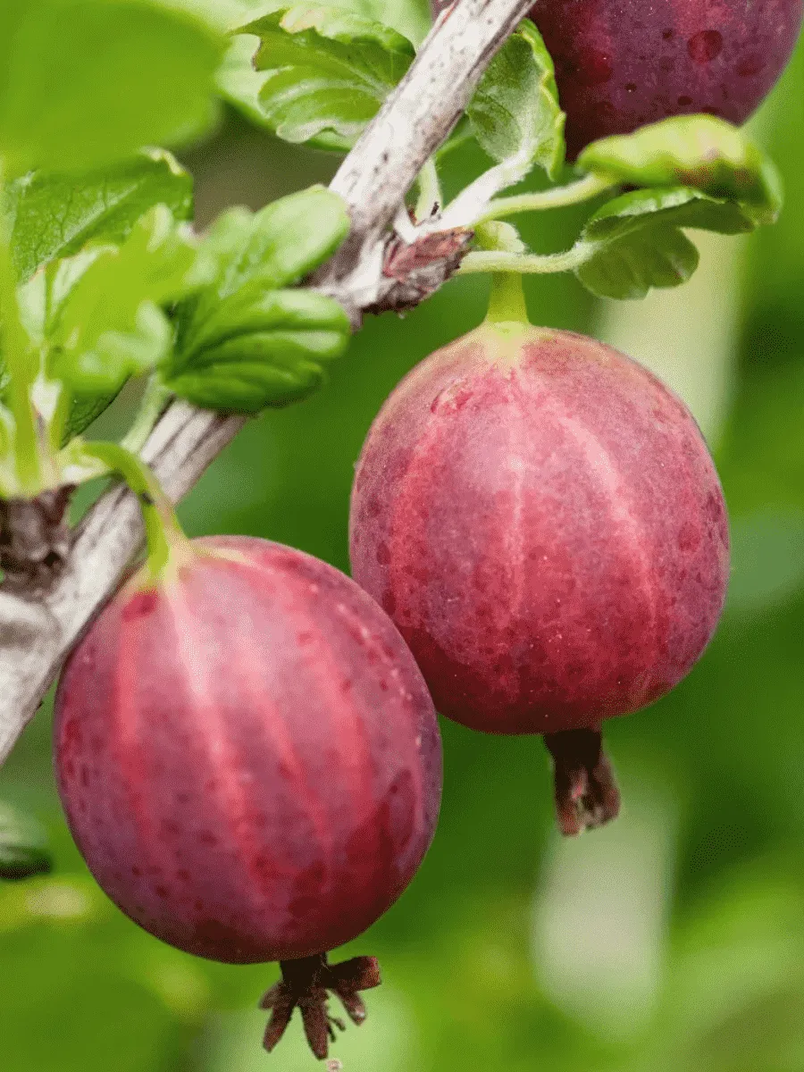 Крыжовник Каменяр