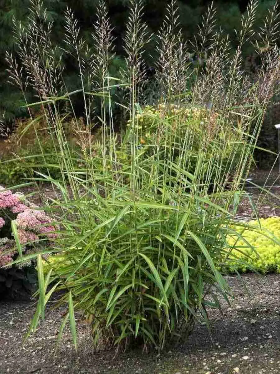 Серобородник