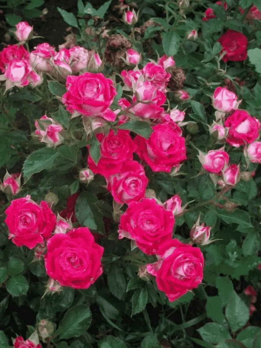 Роза спрей Ruby Star