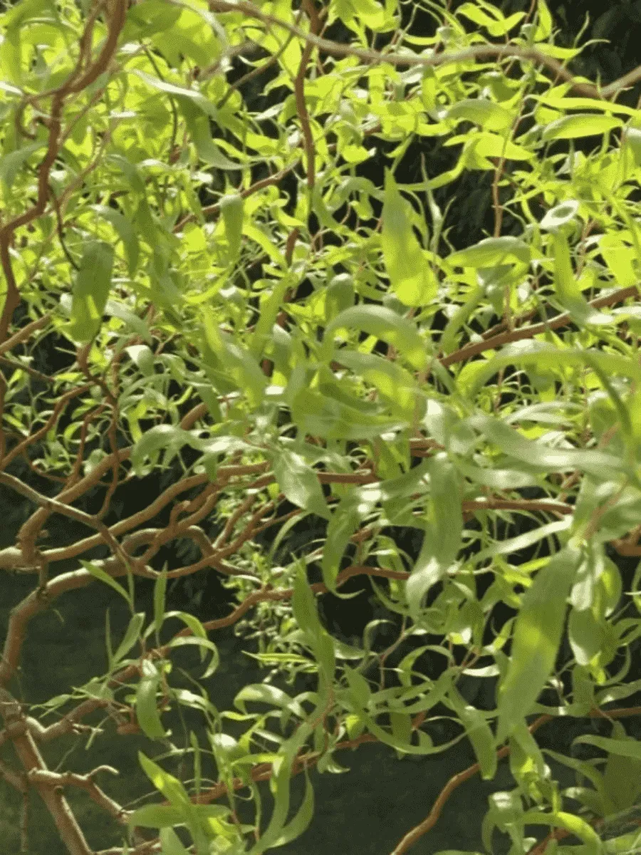 Ива Матсудана  Эритрофлексуоза