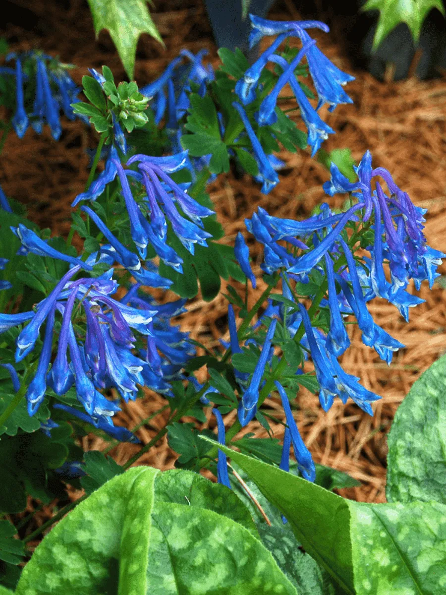 Хохлатка извилистая "Craigton Blue"