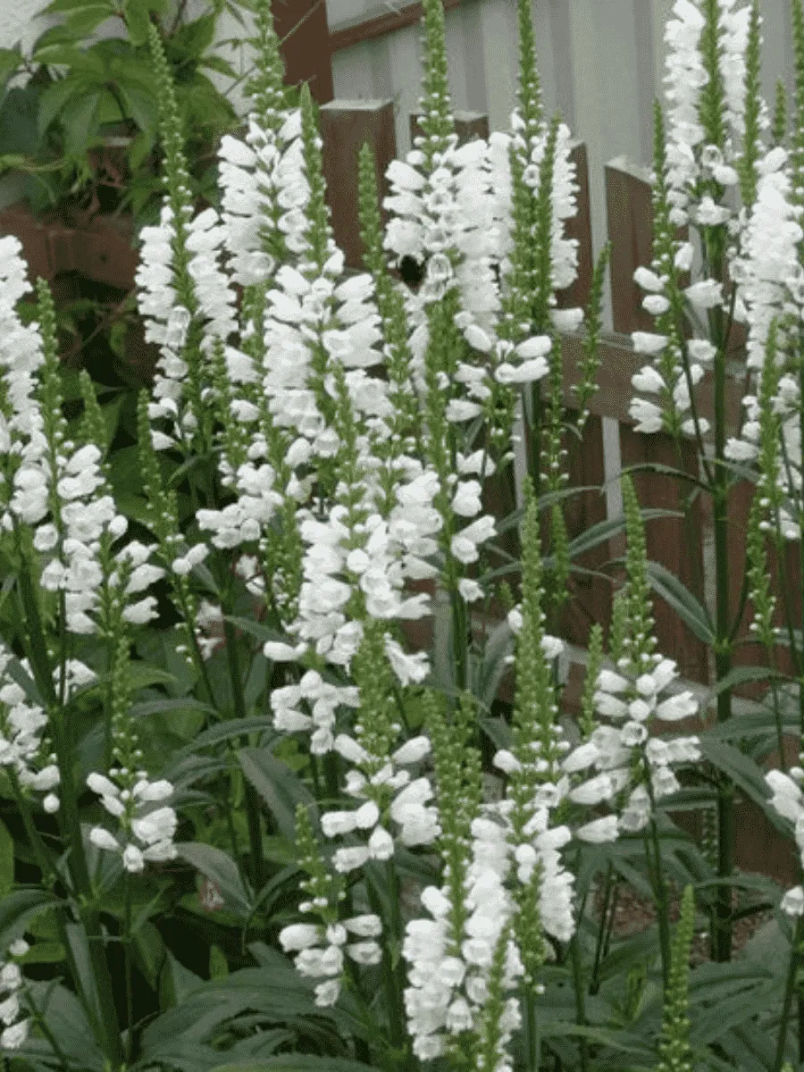 Физостегия