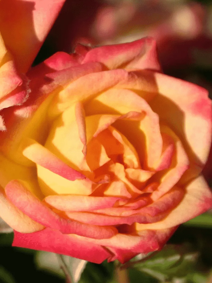 Роза Миниатюрная Little Sunset