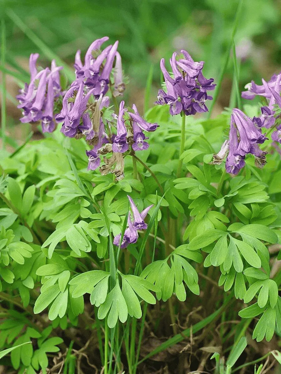 Хохлатка плотная