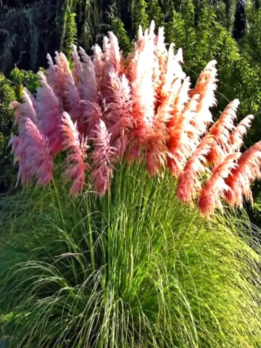 Кортадерия Cелло Rose Plume