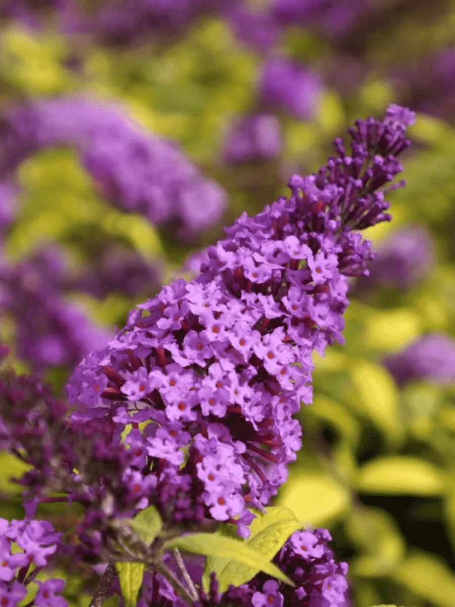 Буддлея давида  MOONSHINE