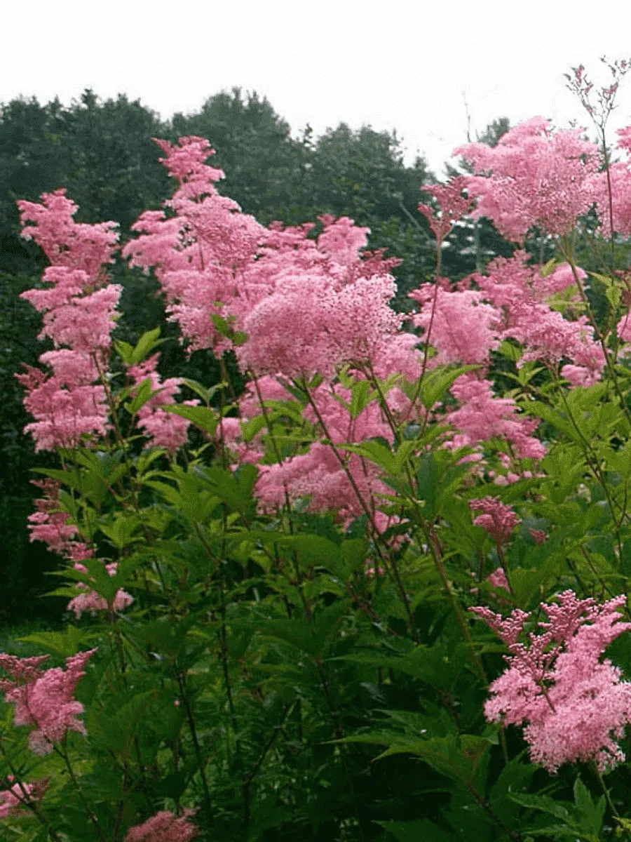 Лабазник пурпурный Venusta Magnifica