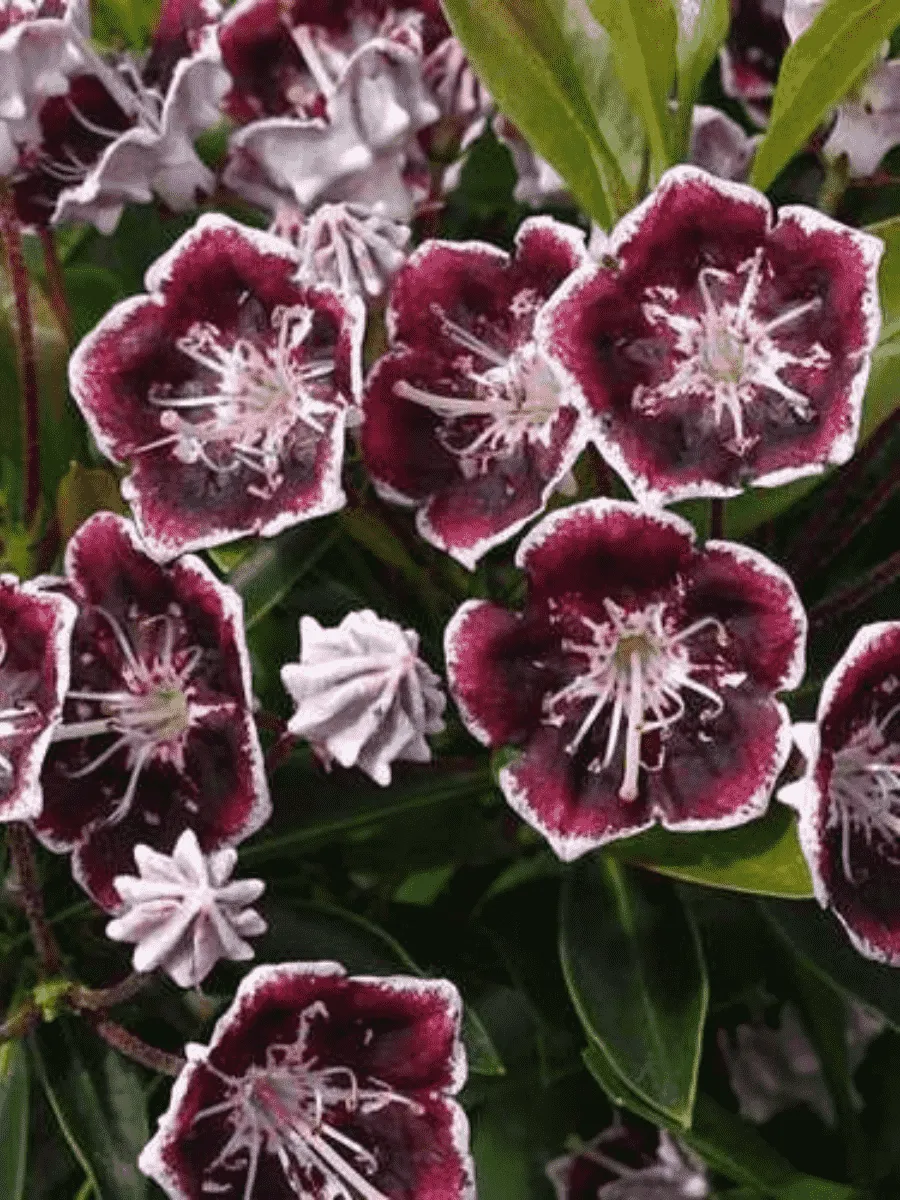 Кальмия широколистная Mitternacht