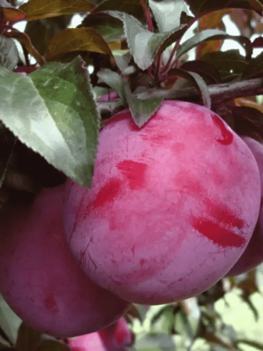 Слива домашняя Орловская Мечта